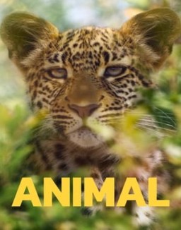 Animal saison 2